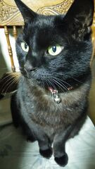 岡山で証明写真・記念写真・就活写真ならフタバ写真場 黒猫　クーちゃん