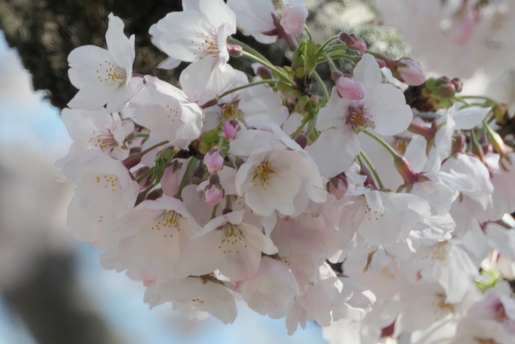 岡山で証明写真・記念写真・就活写真ならフタバ写真場 桜