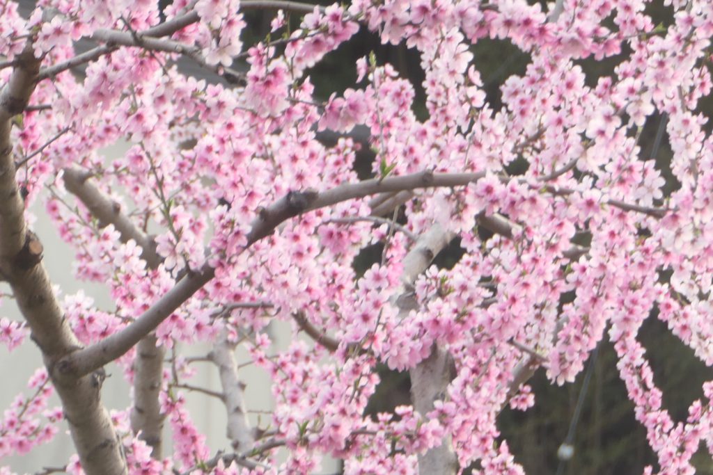 岡山で証明写真・記念写真・就活写真ならフタバ写真場 桃の花　岡山写真館